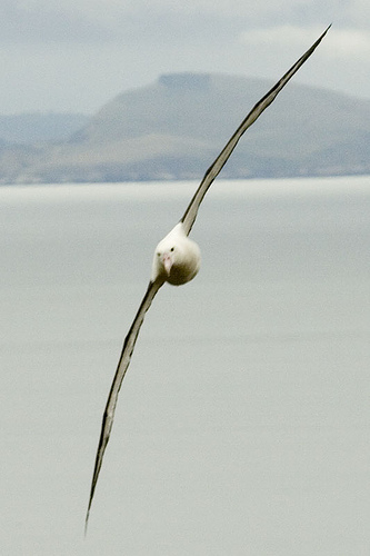 http://www.mujitsu.com/images/albatross.jpg